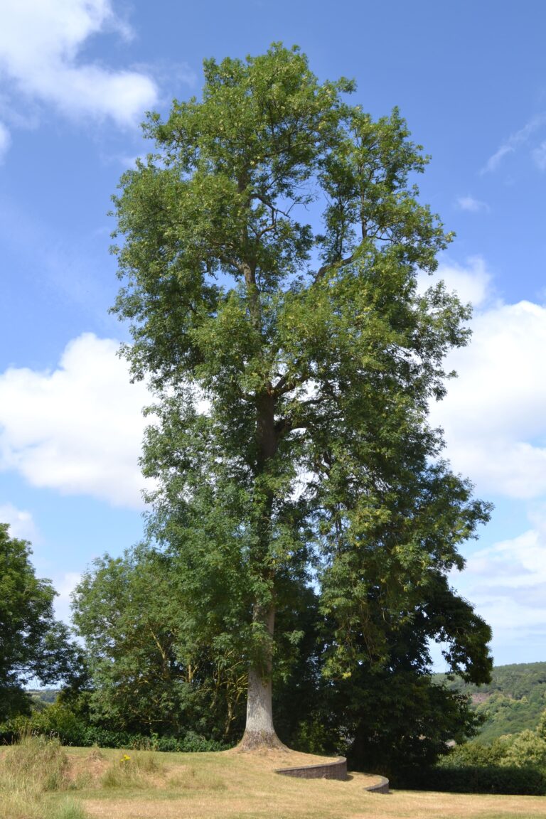 Fraxinus excelsior L. , Frêne commun, OLEACEES, La Roche Jagu 17 07 2015 (3) min